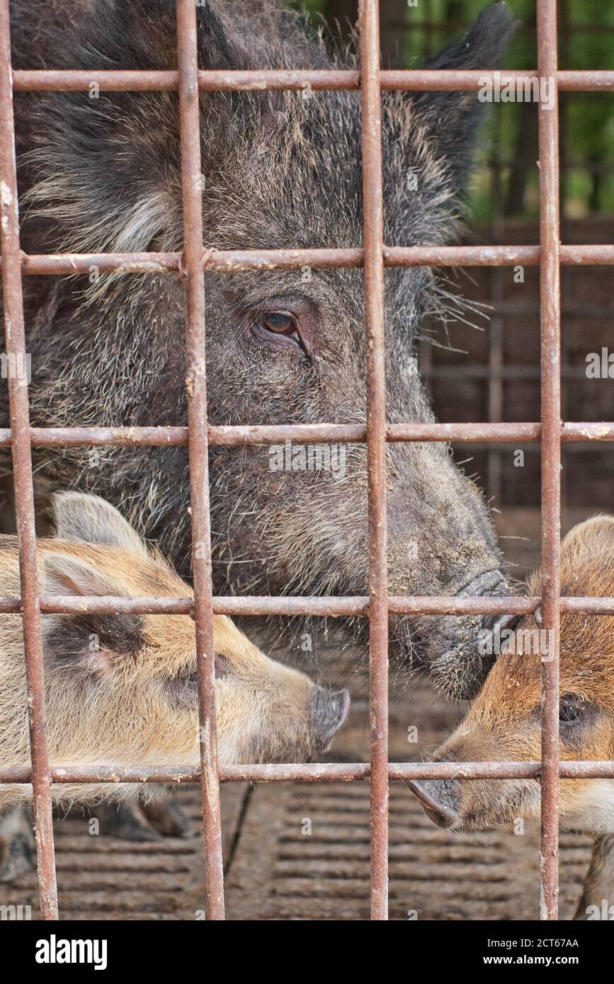 Wildschwein mit Jungen hinter Gittern in einem Käfig, selektiver Fokus auf das Auge Stockfoto