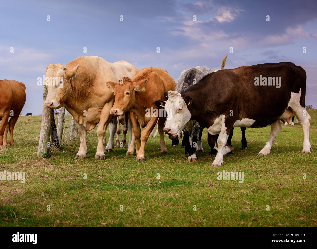 Rinder auf Firle Beacon, East Sussex, Großbritannien Stockfoto