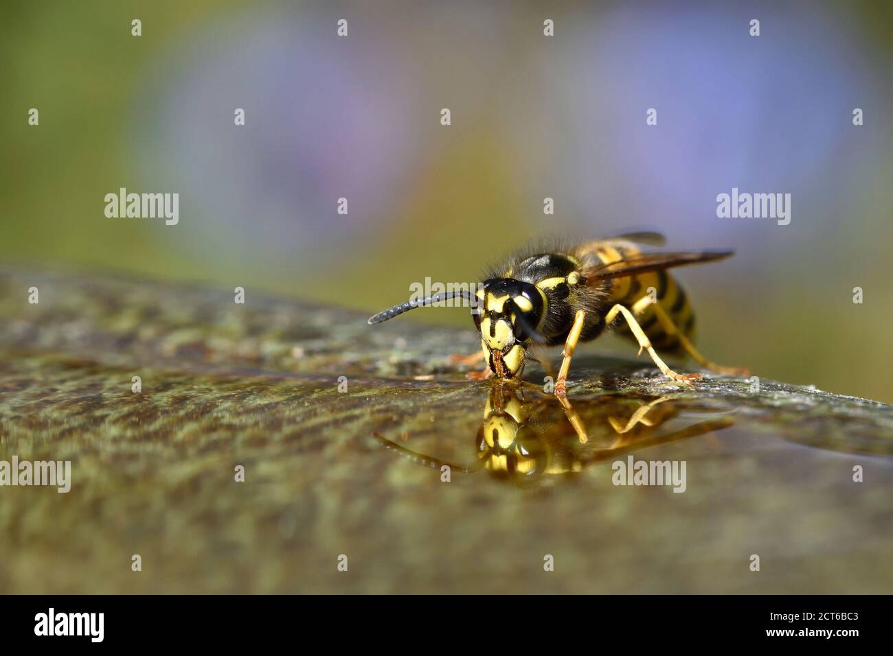 Gemeine Wespe (Vespula vulgaris) Trinkwasser aus einem Garten Vogelbad Stockfoto