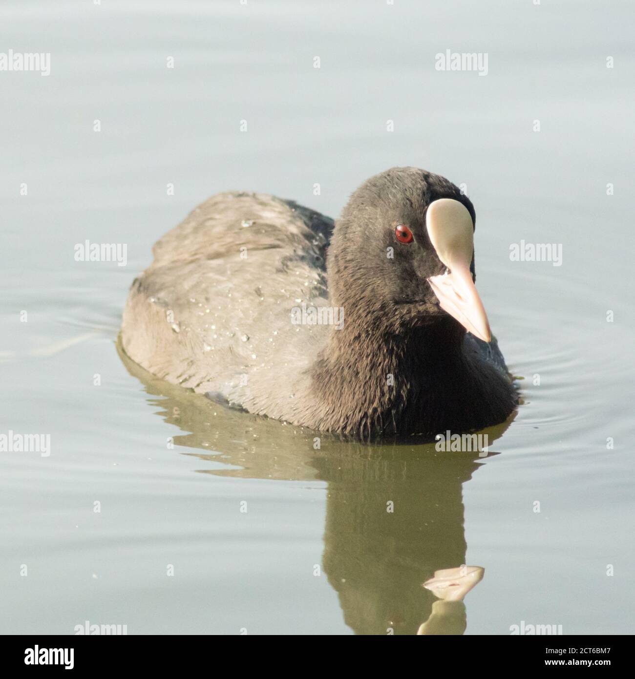 Eurasischer Russ oder gewöhnlicher Russ auf dem Wasser, kleiner schwarzer Vogel, Teil der Familie der Wassereisenbahn. England, Großbritannien. Rallidae, Fulica Atra Stockfoto