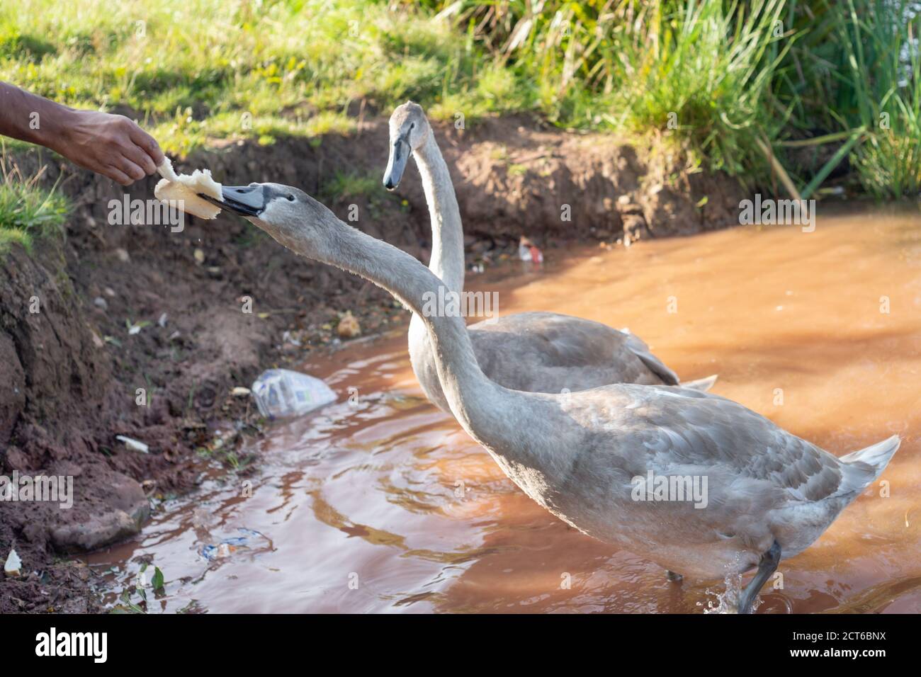 Jungschwan-Cygnets, die von einem Menschen am Ufer eines Sees Brot gefüttert werden, England Großbritannien. Menschliche Interaktion mit Tieren, Wildvögel, Wasservögel, Cygnus olor Stockfoto