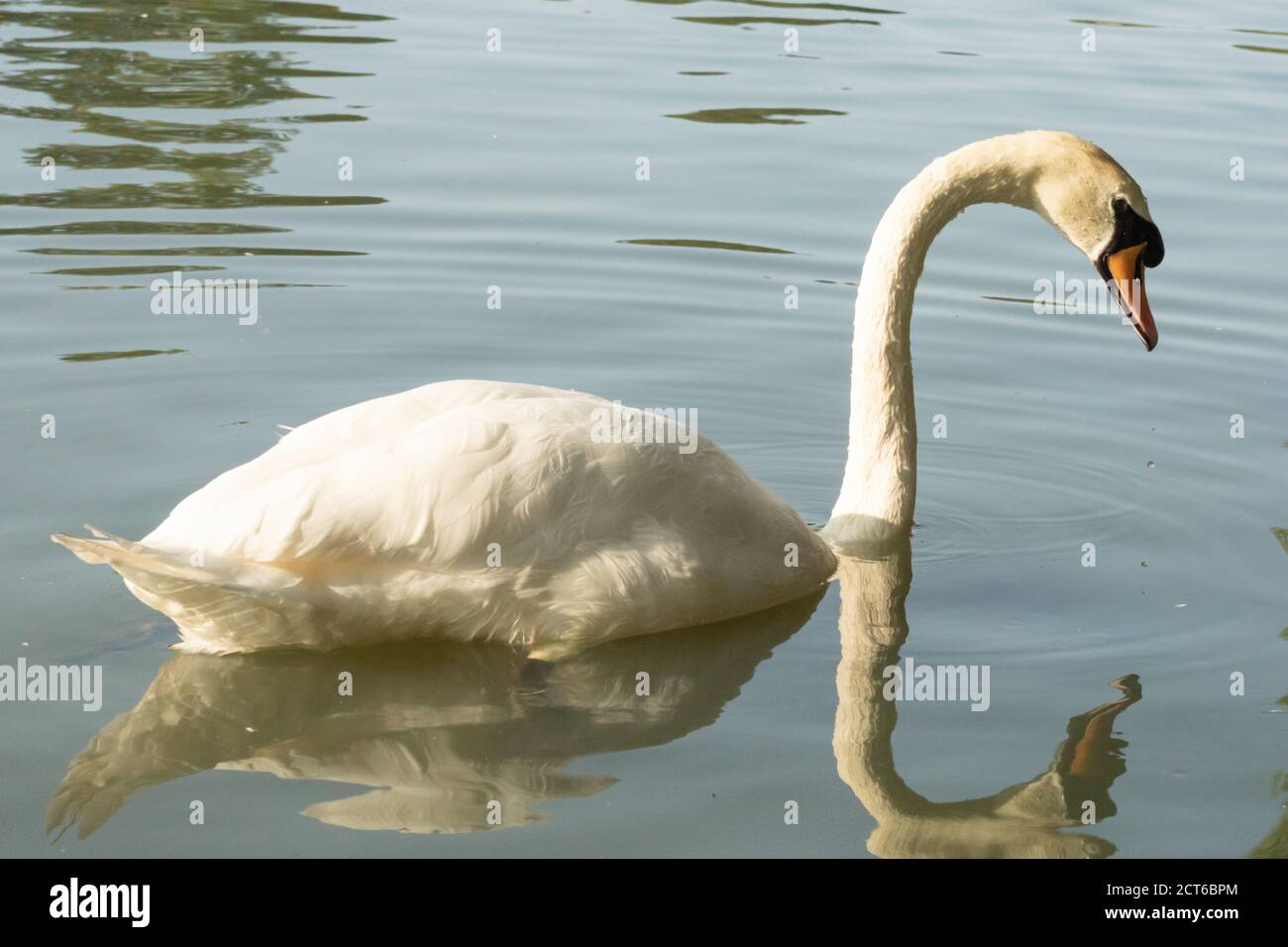 Mute Schwan auf Wasser mit Reflexion, England Großbritannien Stockfoto