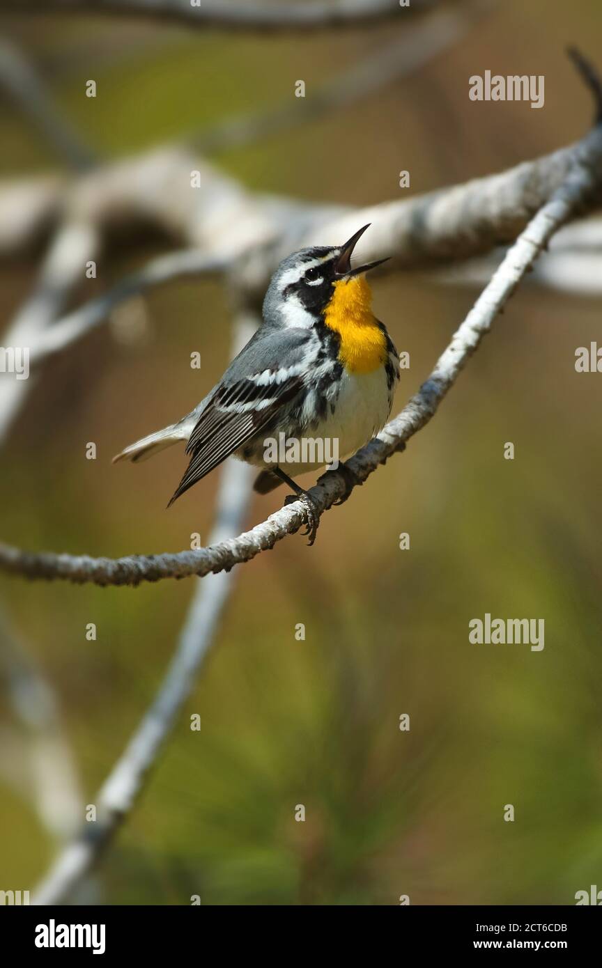 Gelbkehliger, der im Frühjahr auf einem toten Kiefernzweig singt Stockfoto