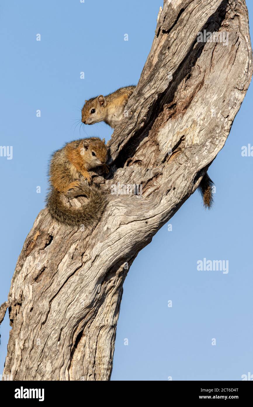 Zwei Eichhörnchen, Paraxerus cepapi, sitzen zusammen auf einem Baumstamm vor blauem Himmel Hintergrund. Stockfoto