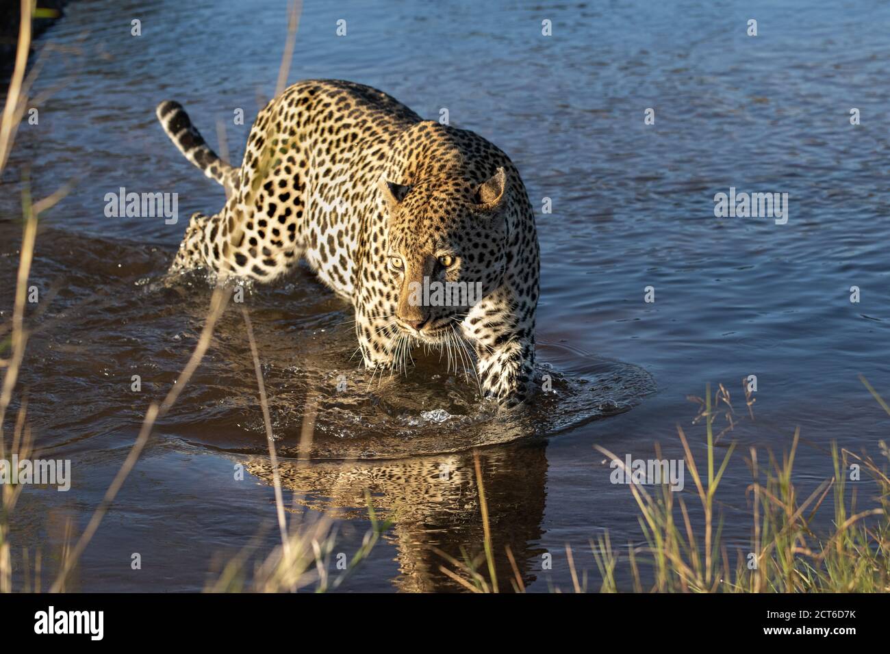 Hohe Winkel Ansicht von Leopard, Panthera Pardus, Spaziergänge durch Wasser, Blick aus Rahmen. Stockfoto