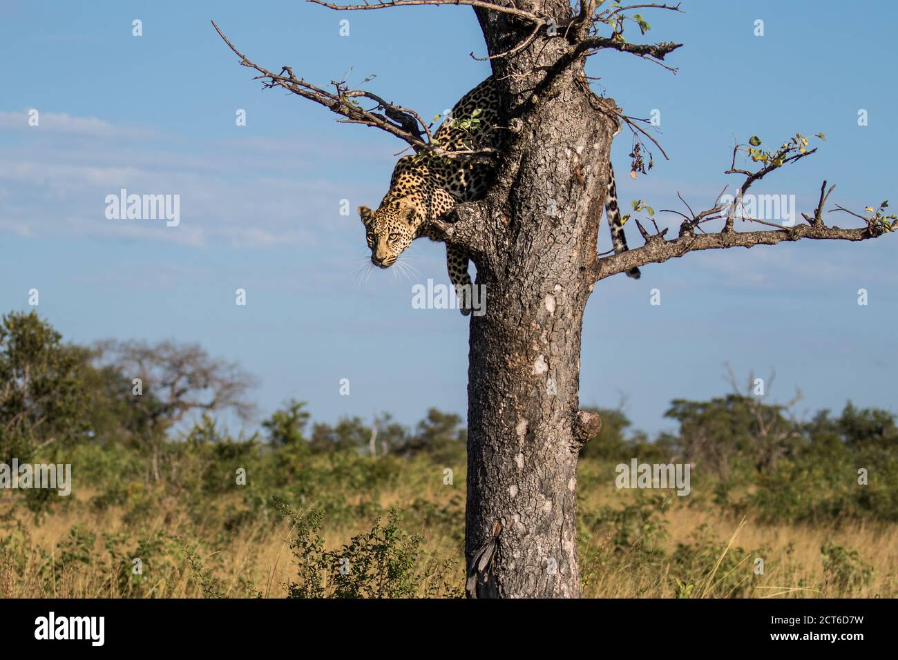 Ein Leopard, Panthera pardus, starkst nach unten, bevor er aus einem Baum springt. Stockfoto