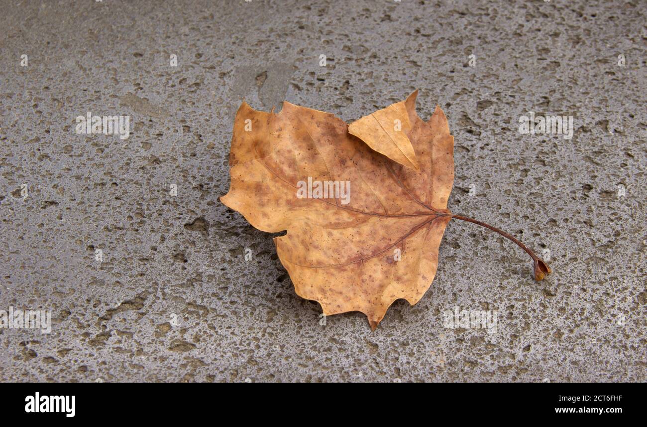 Vergilbtes Ahornblatt auf dem Beton. Kreativer Herbsthintergrund. Kopierraum. Stockfoto