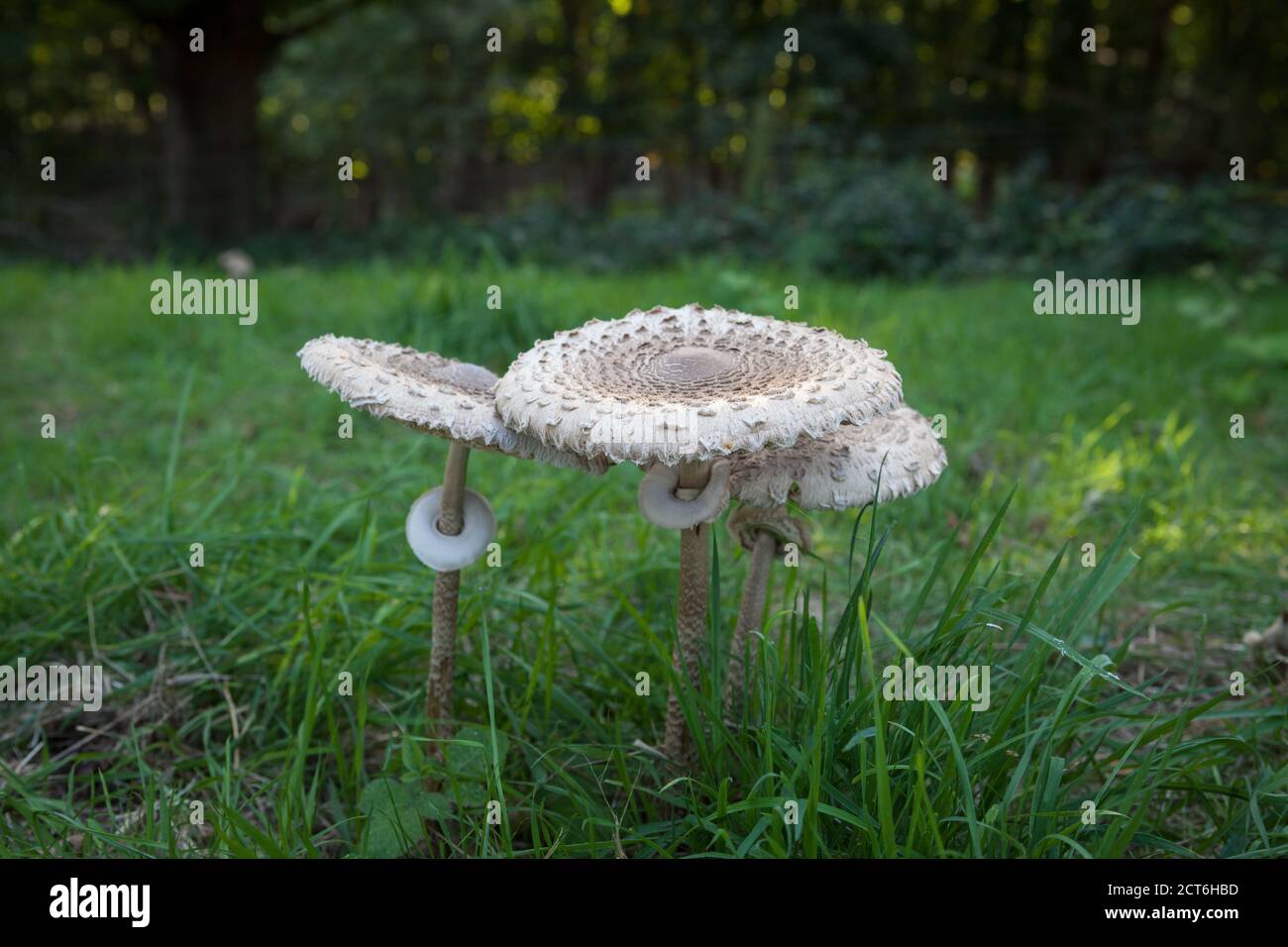 Ein Trio von Parasolpilzen. Ein essbarer und häufiger Pilz, der in gemäßigten Regionen gefunden wird. Stockfoto
