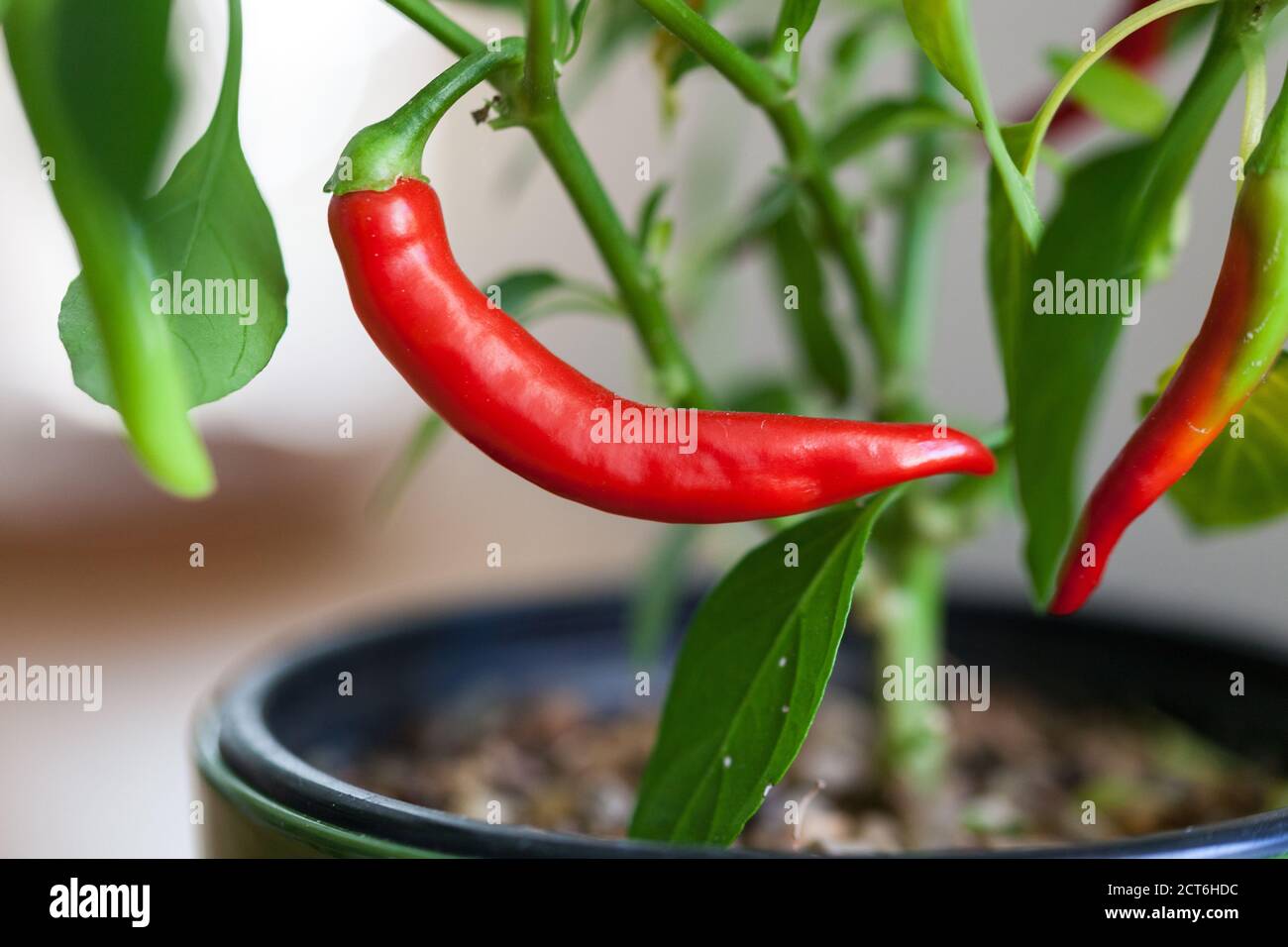 Ein roter Cayenne Chili Pfeffer wächst auf einer Pflanze im Innenbereich. Stockfoto