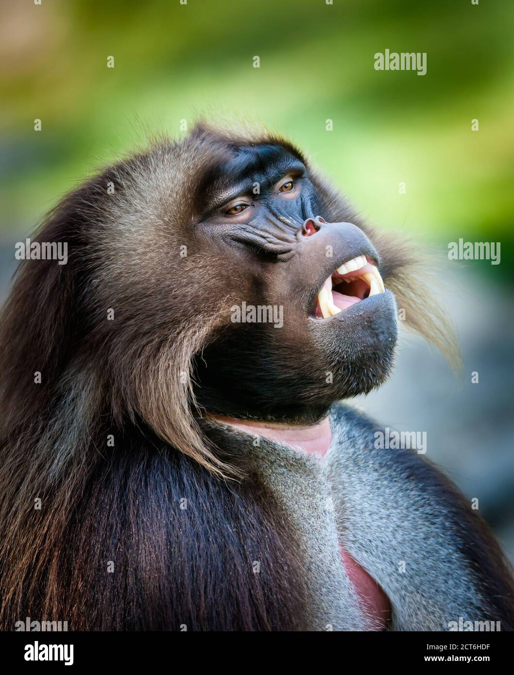 Gelada Affe (theropithecus gelada) auch bekannt als Gelada Baboon. Affen der alten Welt, Familie der Primaten Stockfoto