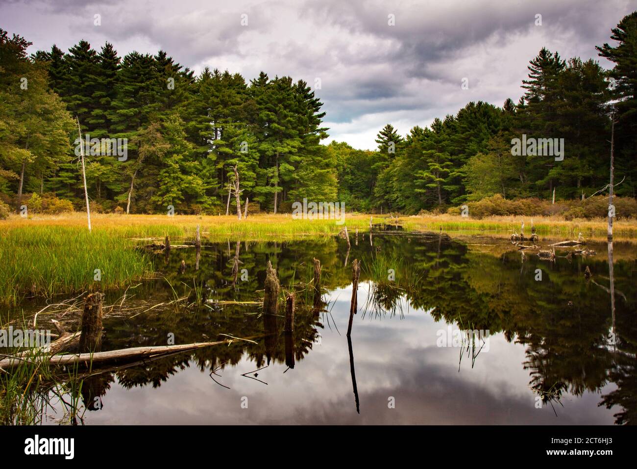 Bllings Fields Pond ist ein kleiner Feuchtgebiet Teich auf Pennsylvania State Wildland, das für Wildtiere Lebensraum magged ist. Es befindet sich im Pocono Mountai Stockfoto