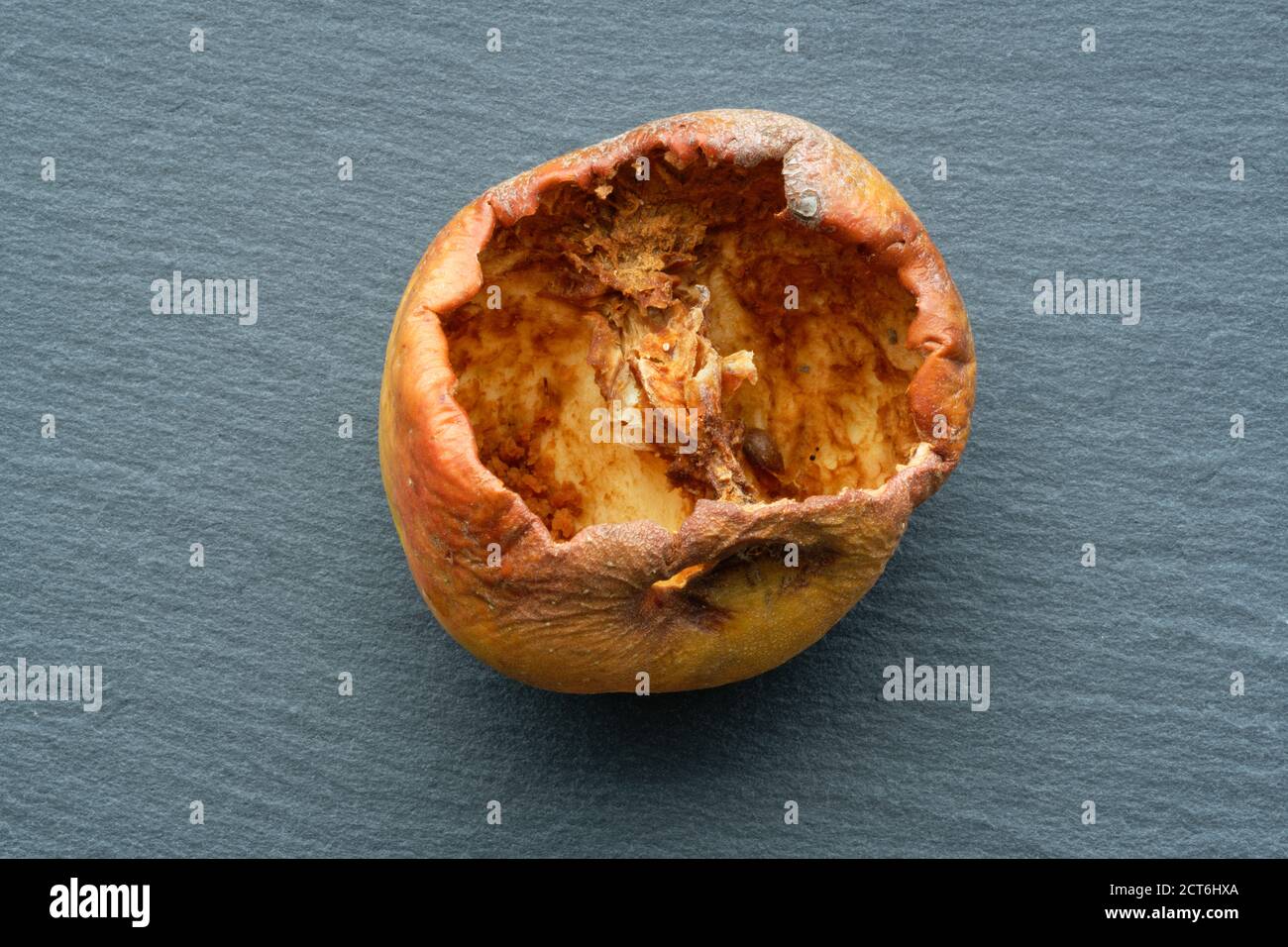 Ein Apfel, der von Insekten bis in den Kern gefressen wird. Ein Studiobild eines gepflückten Apfels, der vom Insektenleben verwüstet wurde. Das Einstiegsloch ist oben zu sehen. Stockfoto