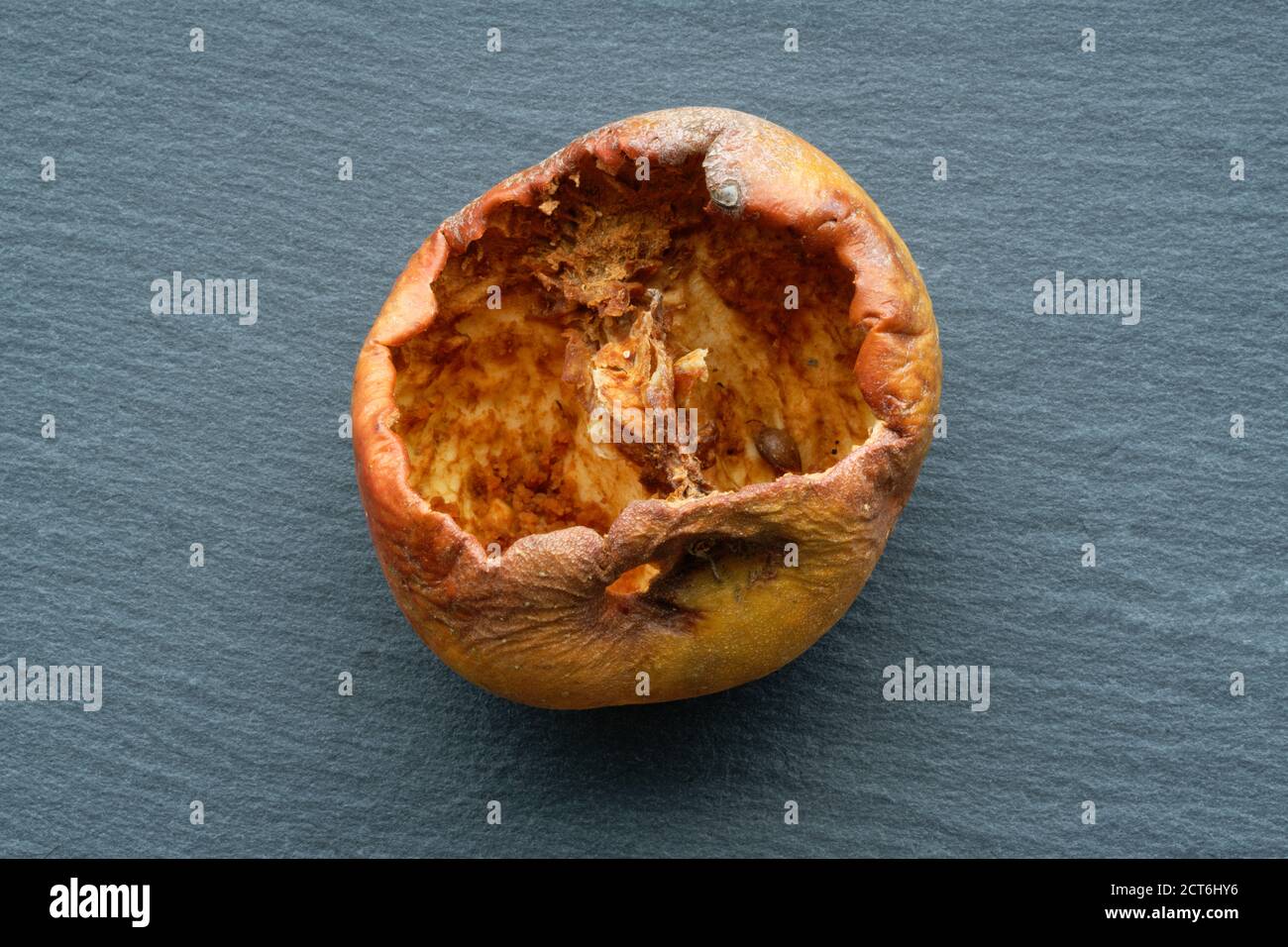 Ein Apfel, der von Insekten bis in den Kern gefressen wird. Ein Studiobild eines gepflückten Apfels, der vom Insektenleben verwüstet wurde. Das Einstiegsloch ist oben zu sehen. Stockfoto