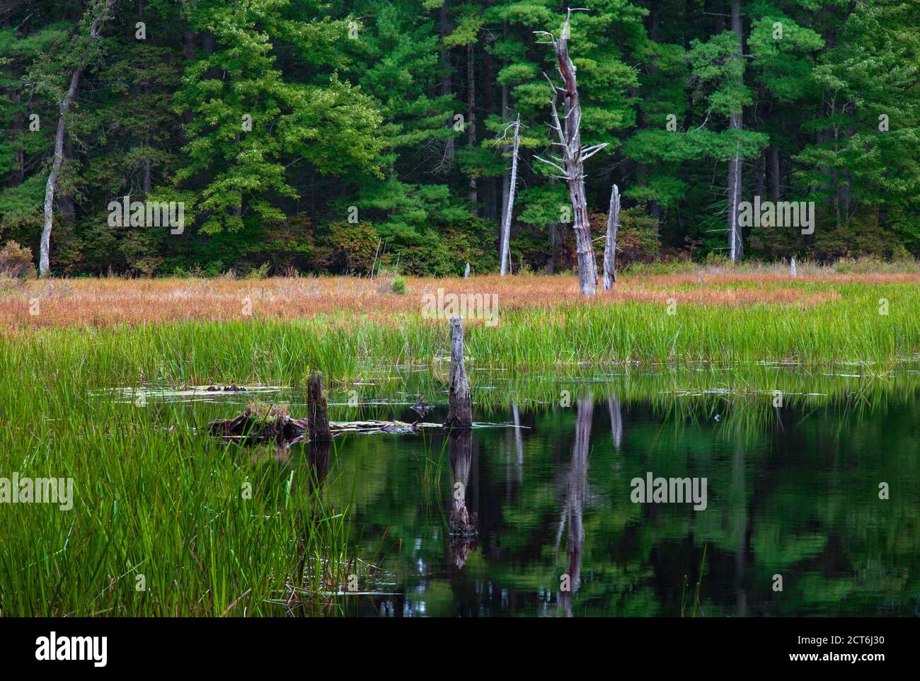 Bllings Fields Pond ist ein kleiner Feuchtgebiet Teich auf Pennsylvania State Wildland, das für Wildtiere Lebensraum magged ist. Es befindet sich im Pocono Mountai Stockfoto