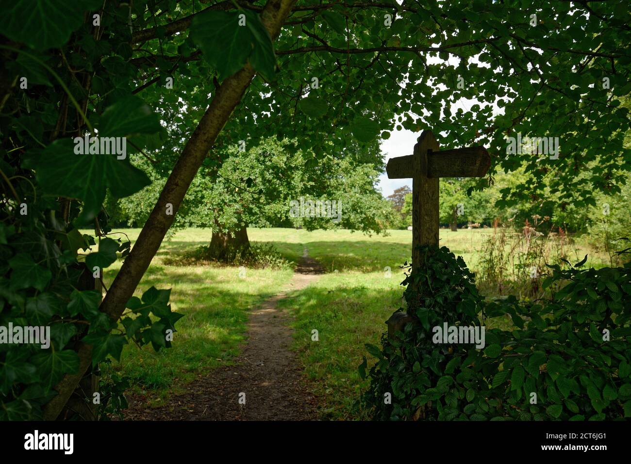 Eine Richtungsmarkierung unter einem Baum. Eine große englische Eiche in der Ferne im Spätsommer. Stockfoto