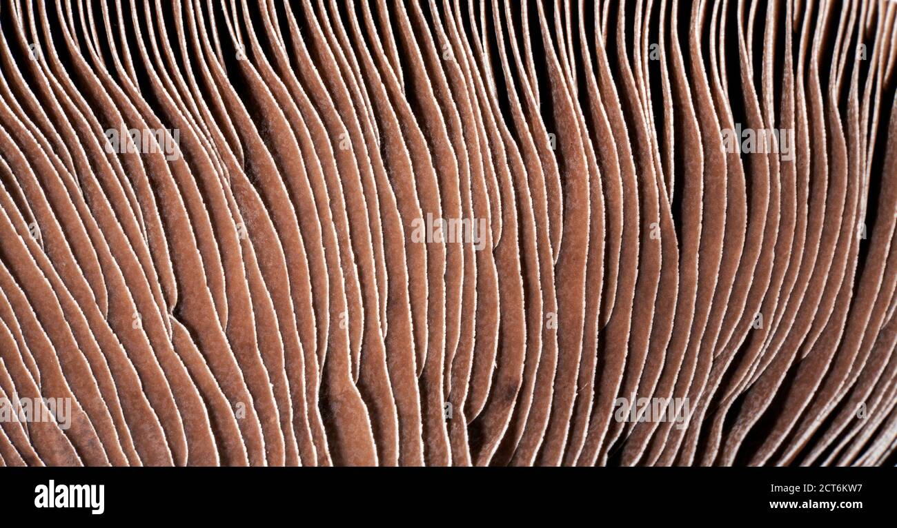 Kiemen von Portobello Pilz. Stockfoto