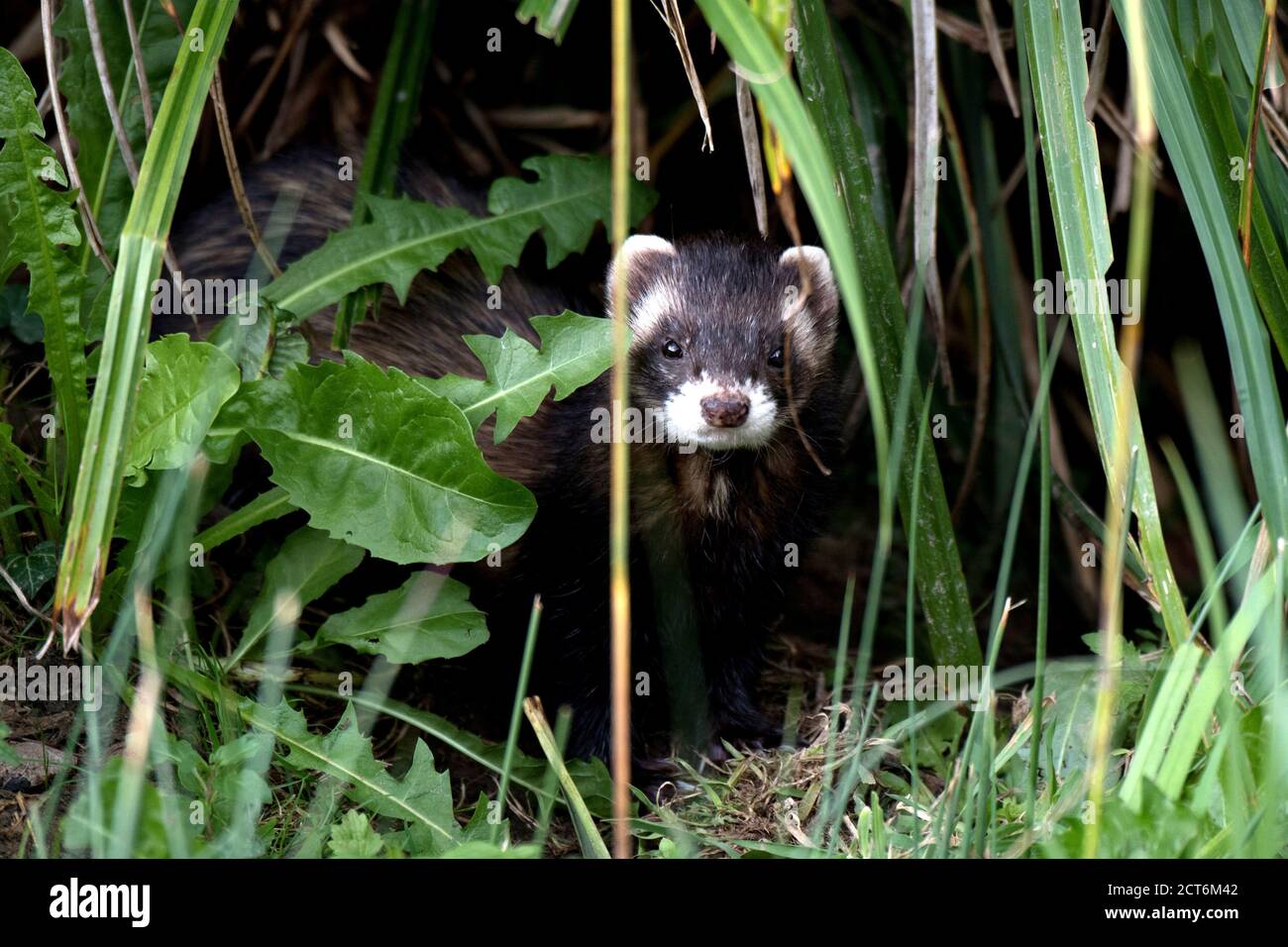 Iltis Stockfotos und bilder Kaufen Alamy