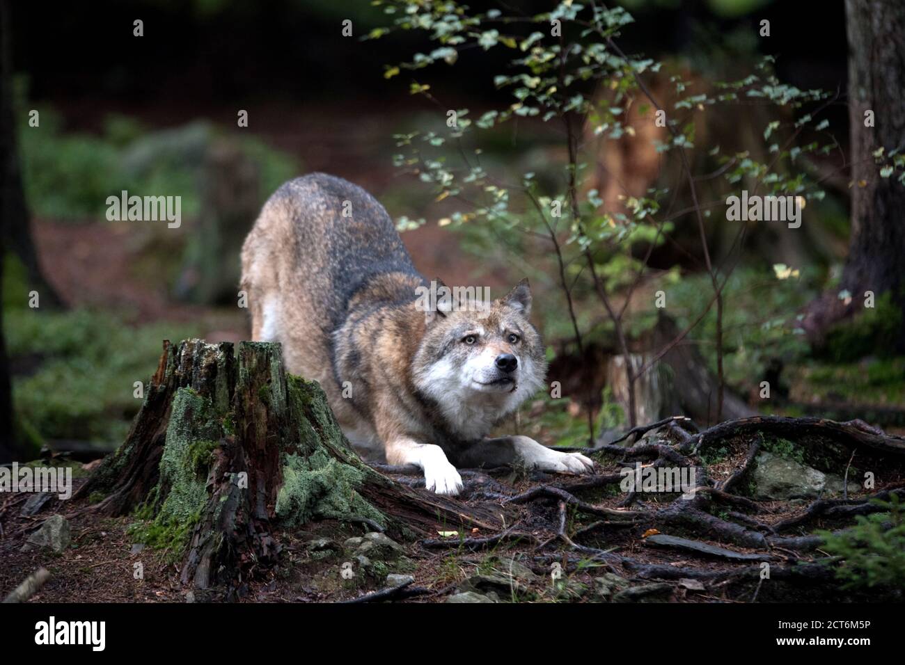 Wölfe Stockfoto