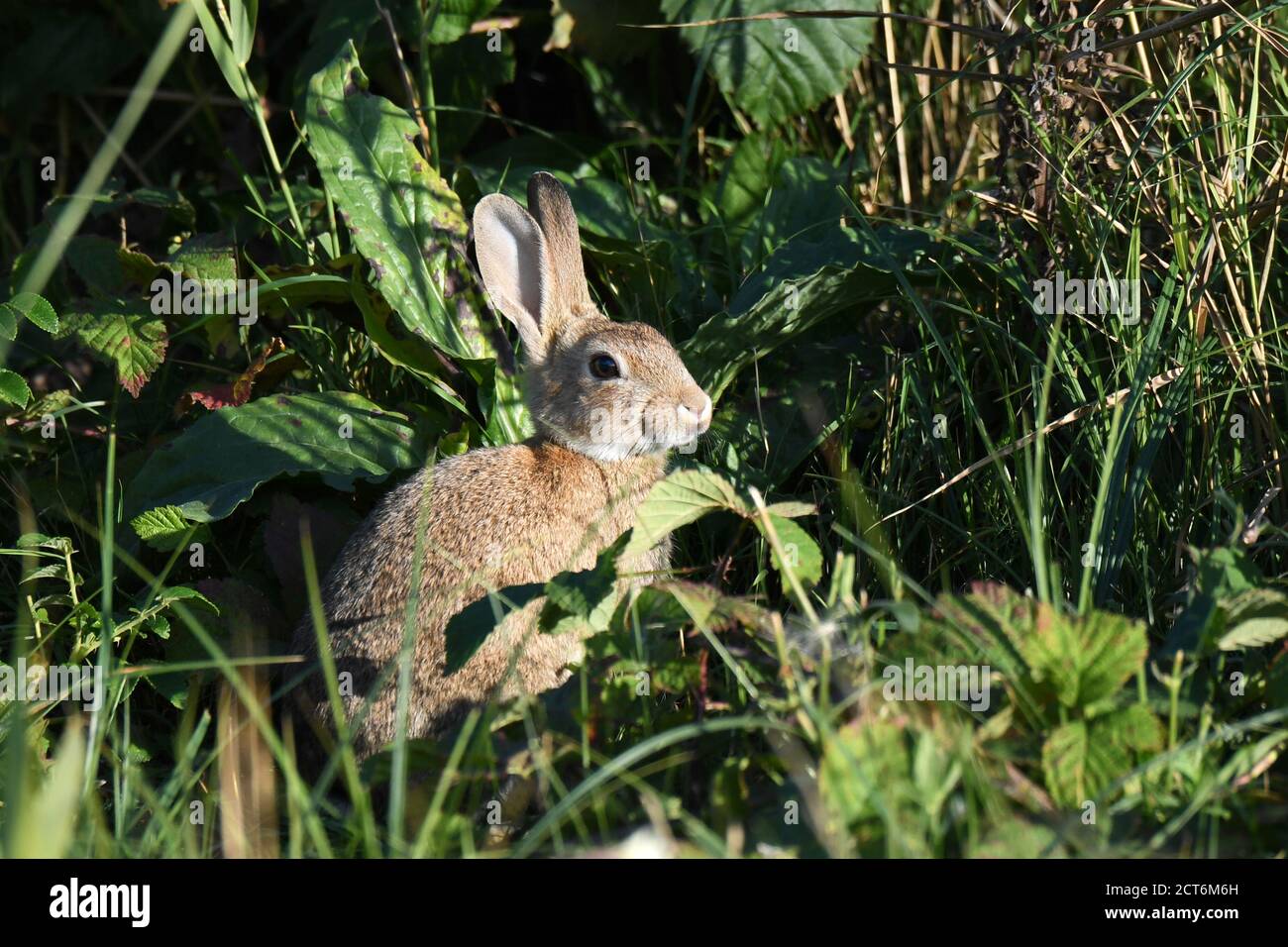 Kaninchen Stockfoto