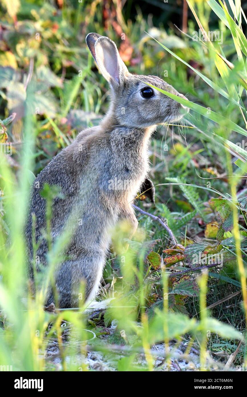 Kaninchen Stockfoto