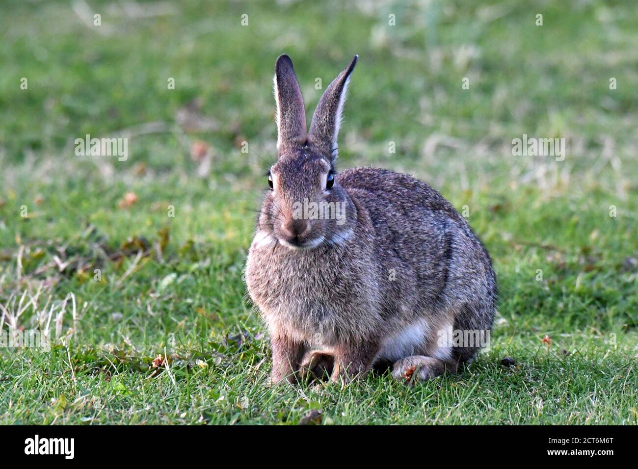 Kaninchen Stockfoto