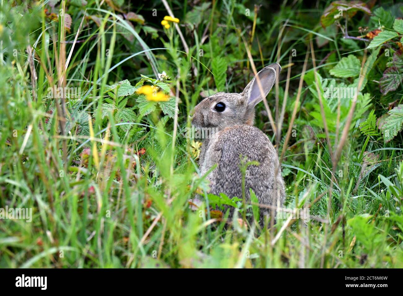 Kaninchen Stockfoto