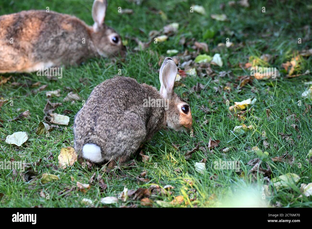 Kaninchen Stockfoto