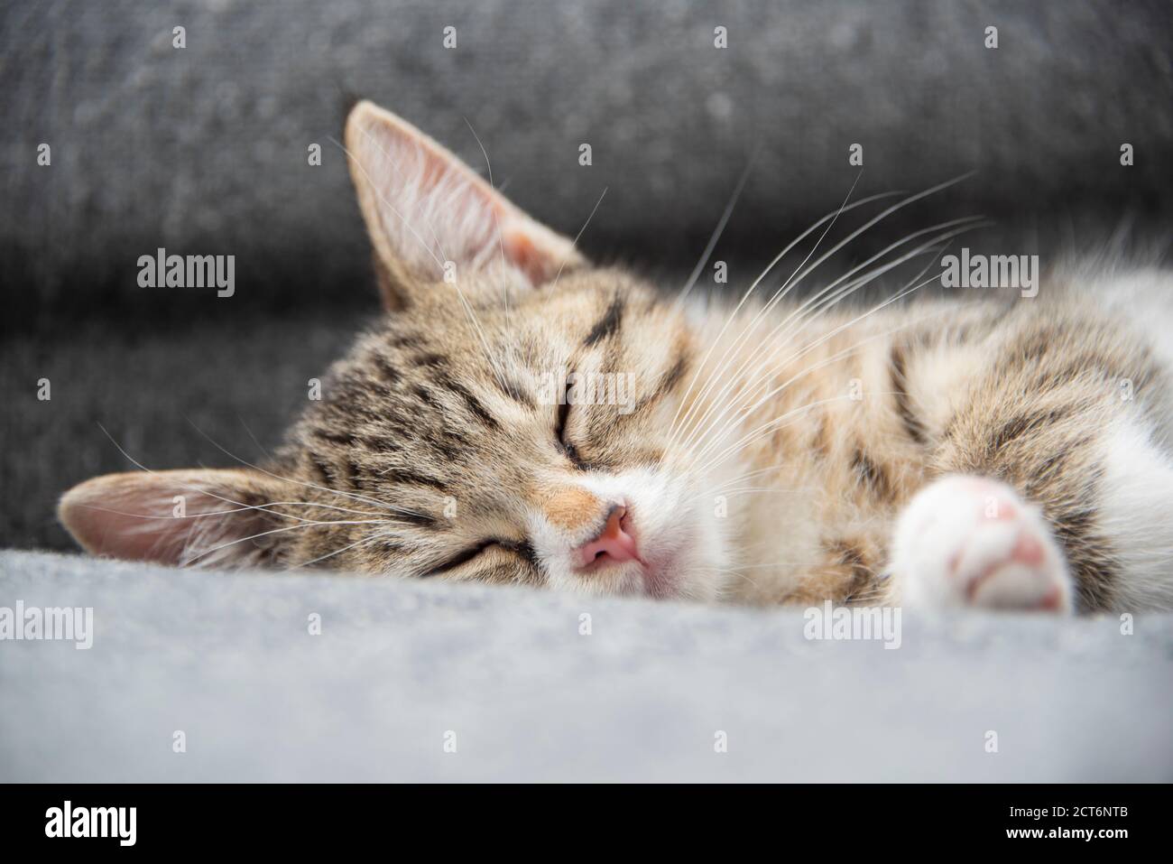 Portrait eines verschlafenen jungen tabby Kätzchens, das zu Hause auf einem grauen Sofa liegt. Stockfoto