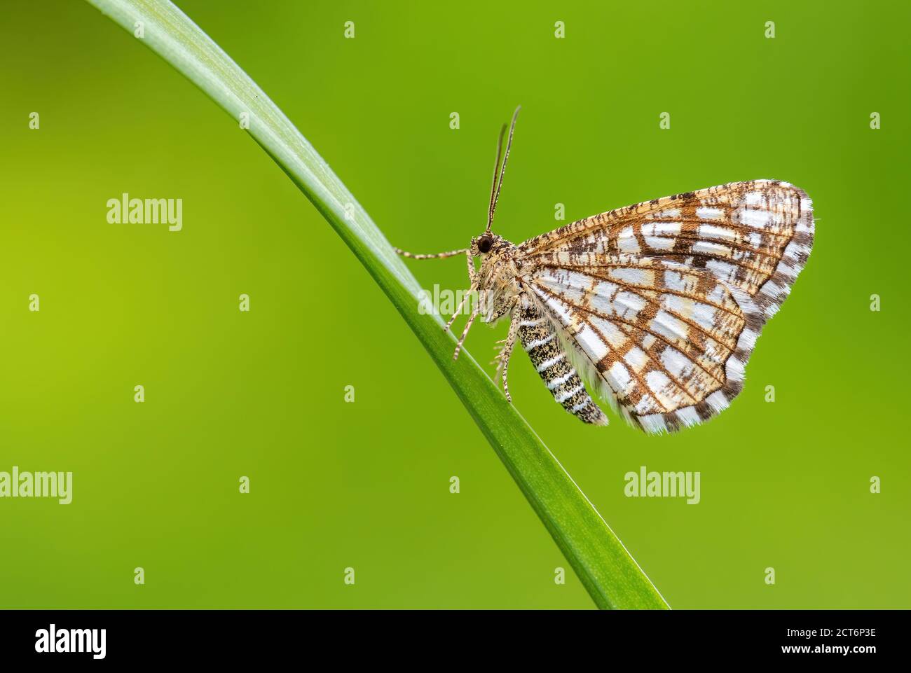 Lattiked Heath - Chiasmia clathrata, kleine braune und gelbe Motte aus europäischen Wiesen und Wiesen, Zlin, Tschechische Republik. Stockfoto