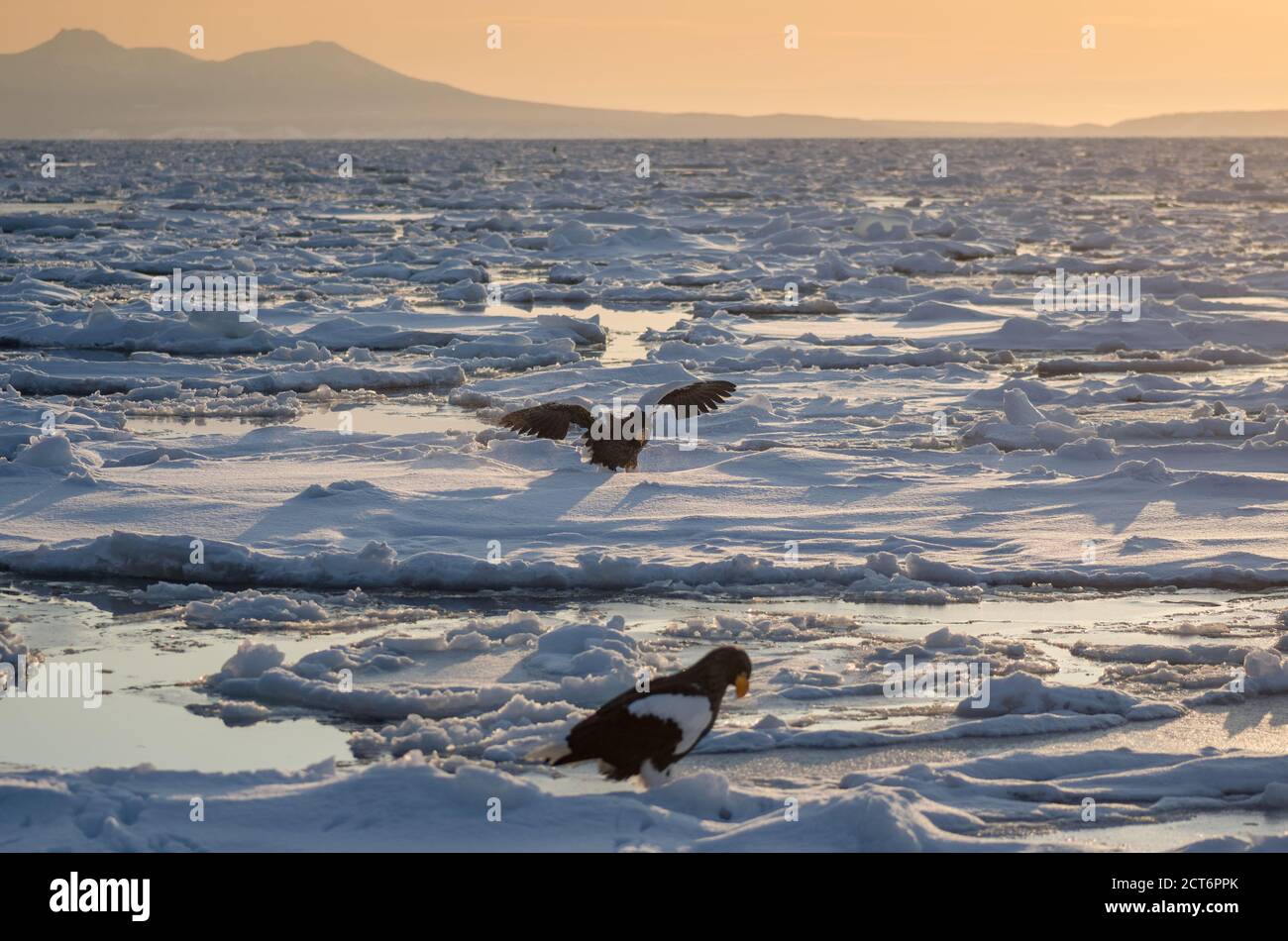 Stellers Seeadler (Haliaeetus pelagicus) versammeln sich in der Nähe der Halbinsel Shiretoko (Hier Rausu) Während der Wintermonate zusammen mit dem Drift Eis Stockfoto