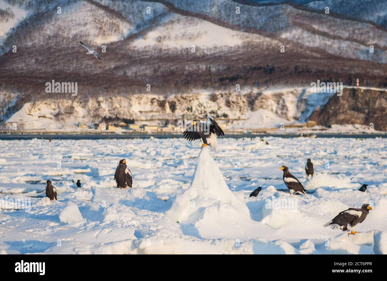 Stellers Seeadler und Seeadler versammeln sich auf dem Drift-Eis nahe der Küste von Rausu im Shiretoko National Park, Hokkaido, Japan Stockfoto