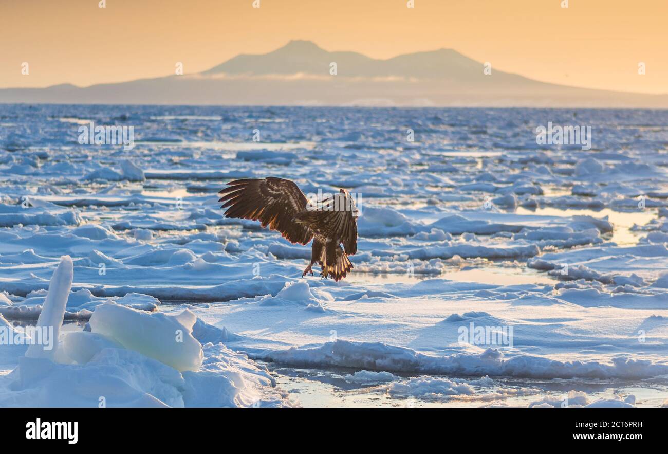 Seeadler (Haliaeetus albicilla) versammeln sich in der Nähe der Halbinsel Shiretoko (Hier Rausu) Während der Wintermonate zusammen mit dem Drift Eis Stockfoto