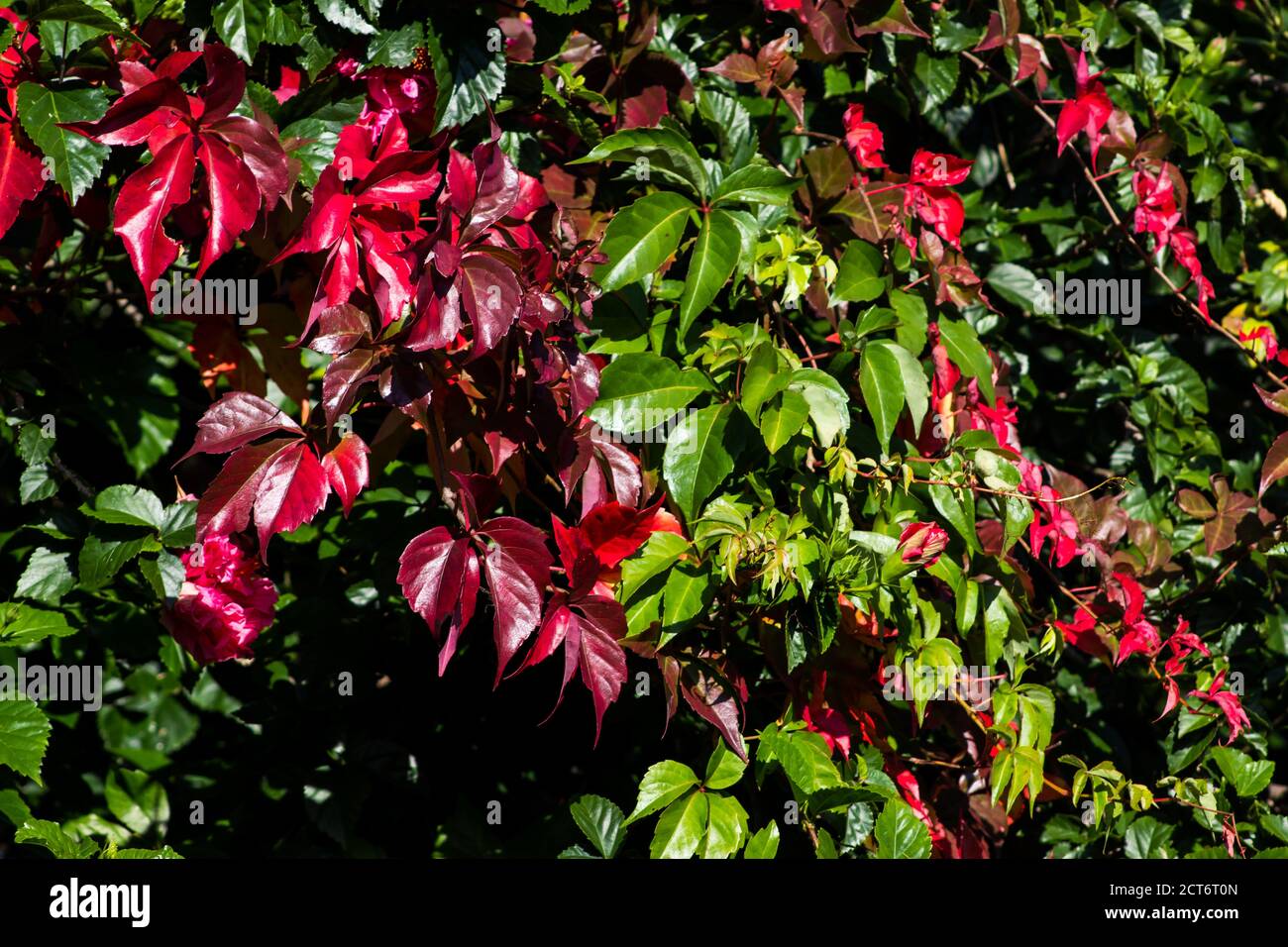 Eine Wand bedeckt mit scharlachroten, grünen und burgunderfarbenen Blättern eines Virginia-Kriechtieres, Parthenocissus quinquefolia, im Frühherbst Stockfoto