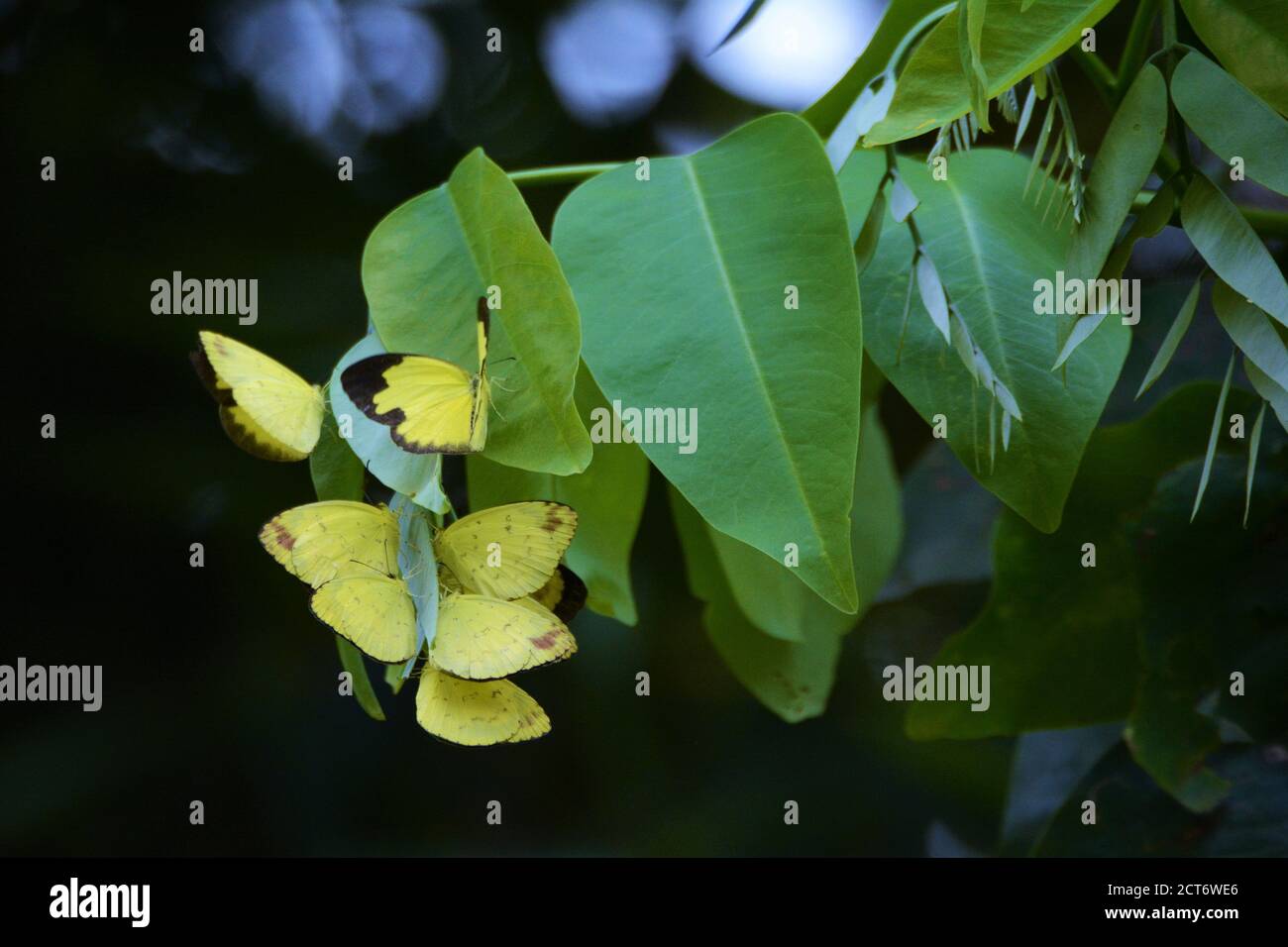Gruppe von schönen gelben Schmetterling auf grünem Blatt Stockfoto
