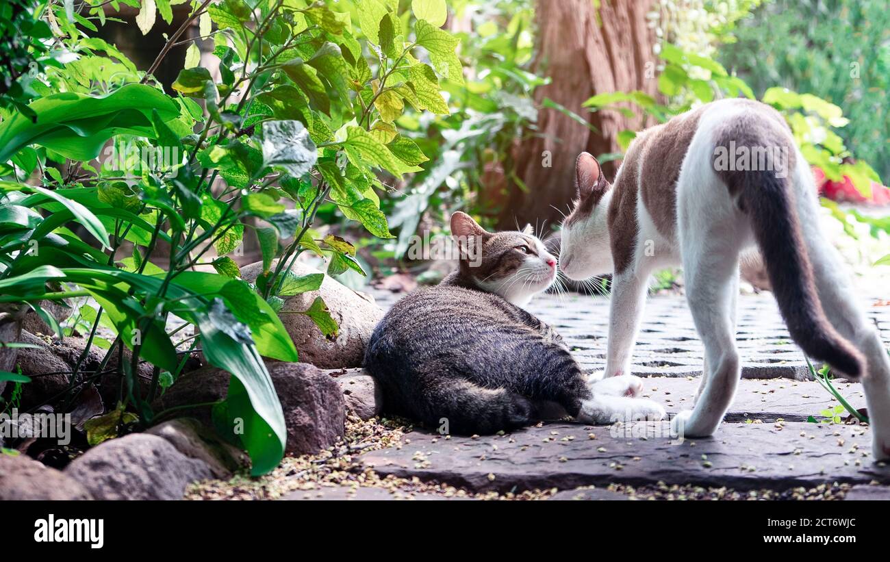 Ein paar Katzen küssen sich im Garten Stockfoto