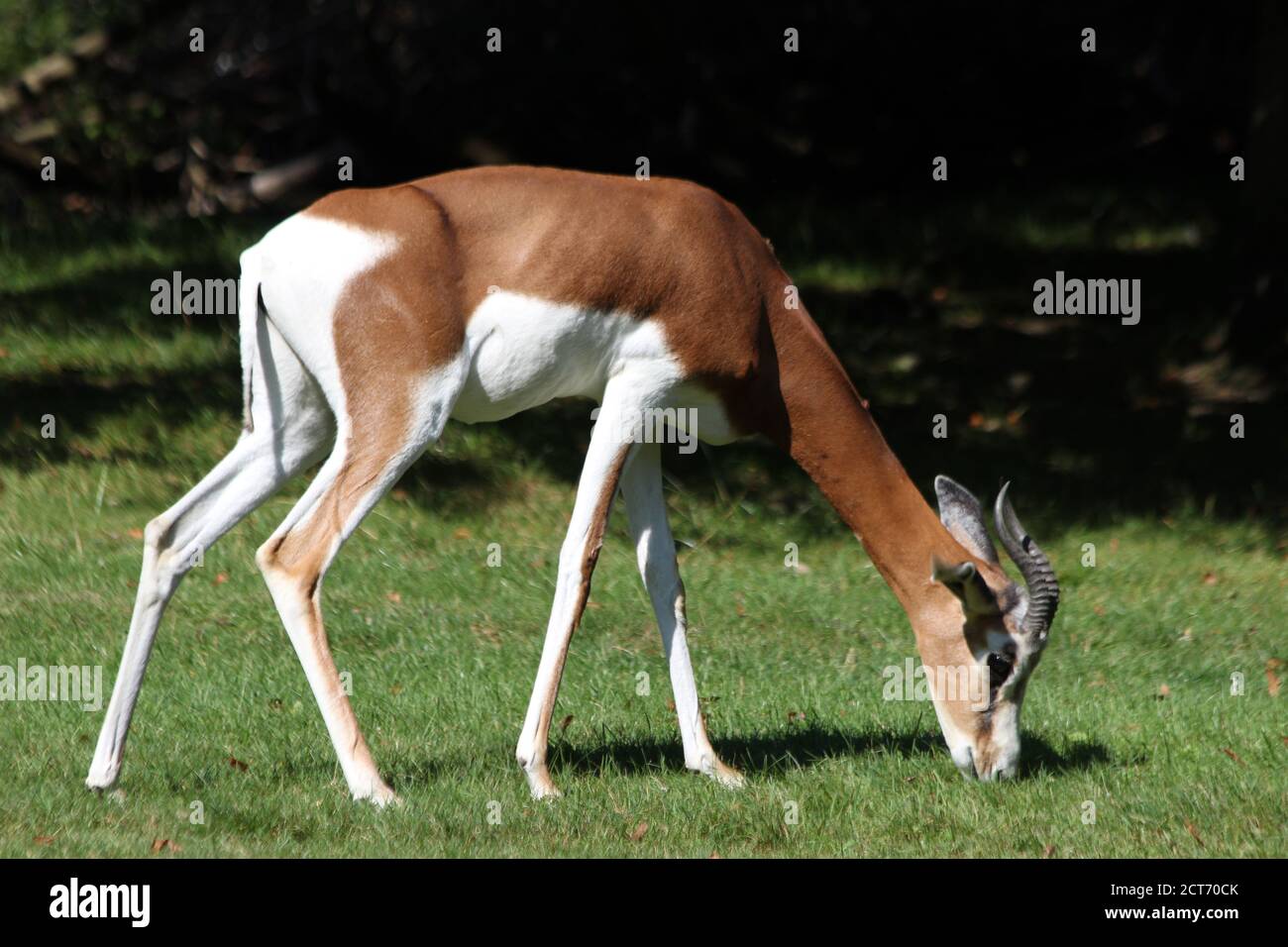 Mhorr-Gazelle Stockfoto