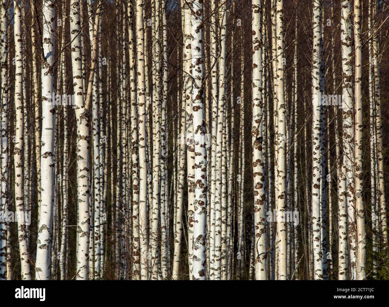 Wachsende europäische Birke ( betula ) Baumstämme im Frühjahr , Finnland Stockfoto