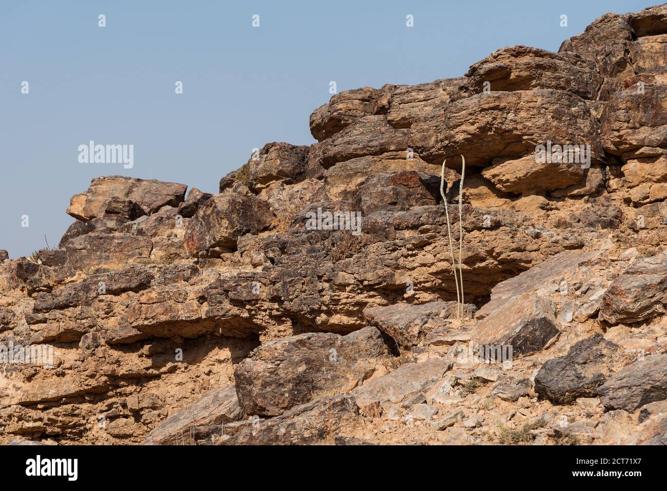 Zwei mittelmeer-Seestiel Stiele der Öffnung Knospen wachsen auf Eine felsige vertikale Felswand in der judäischen Wüste in israel Stockfoto