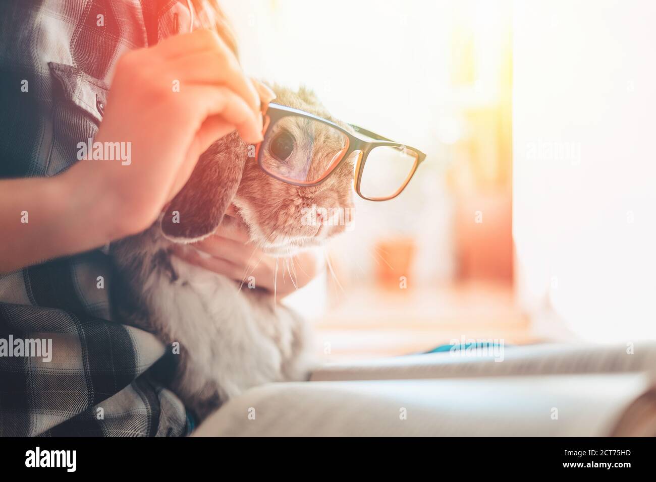 Eine Frau hält ein Kaninchen in den Händen und legt eine Brille darauf, um ein Buch zu lesen. Porträt eines Hasen mit Brille. Das Konzept von Bildung und Lesen. Stockfoto