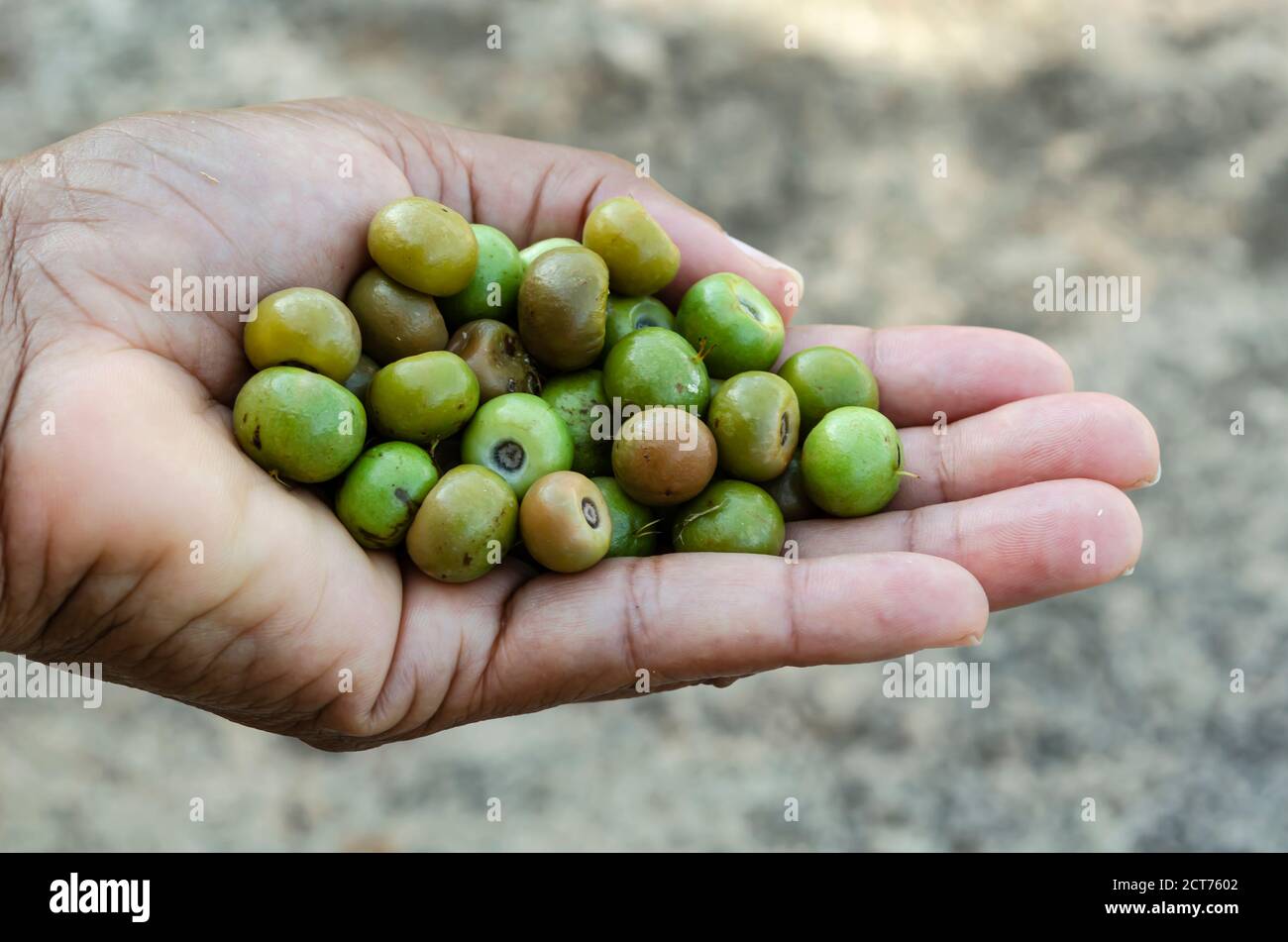 Eine Handvoll Hogberries (Kraabu, Craboo, Nanche) Stockfoto