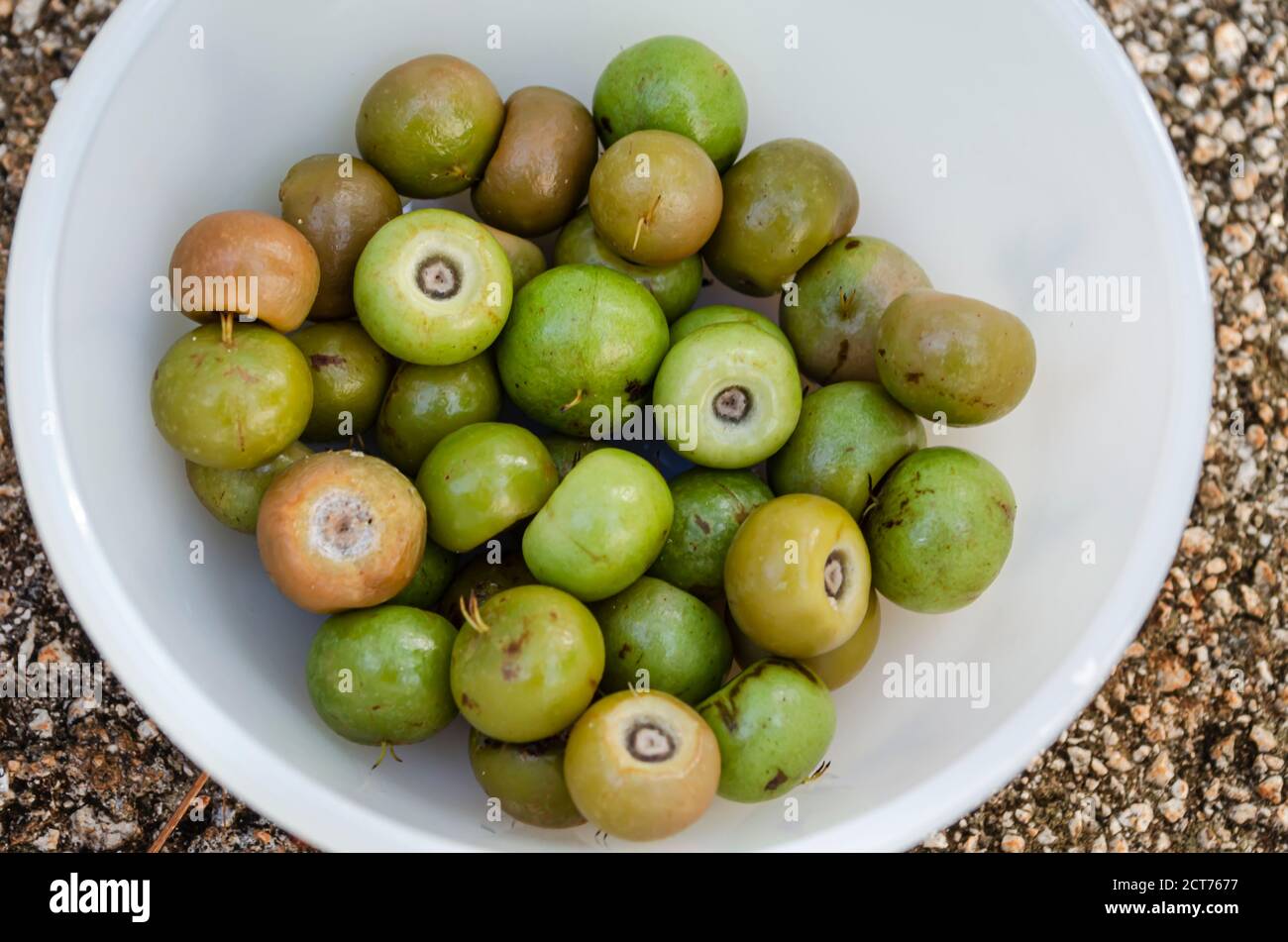 Hogberries (Nanche, Nance, Kraabu, Craboo) Stockfoto