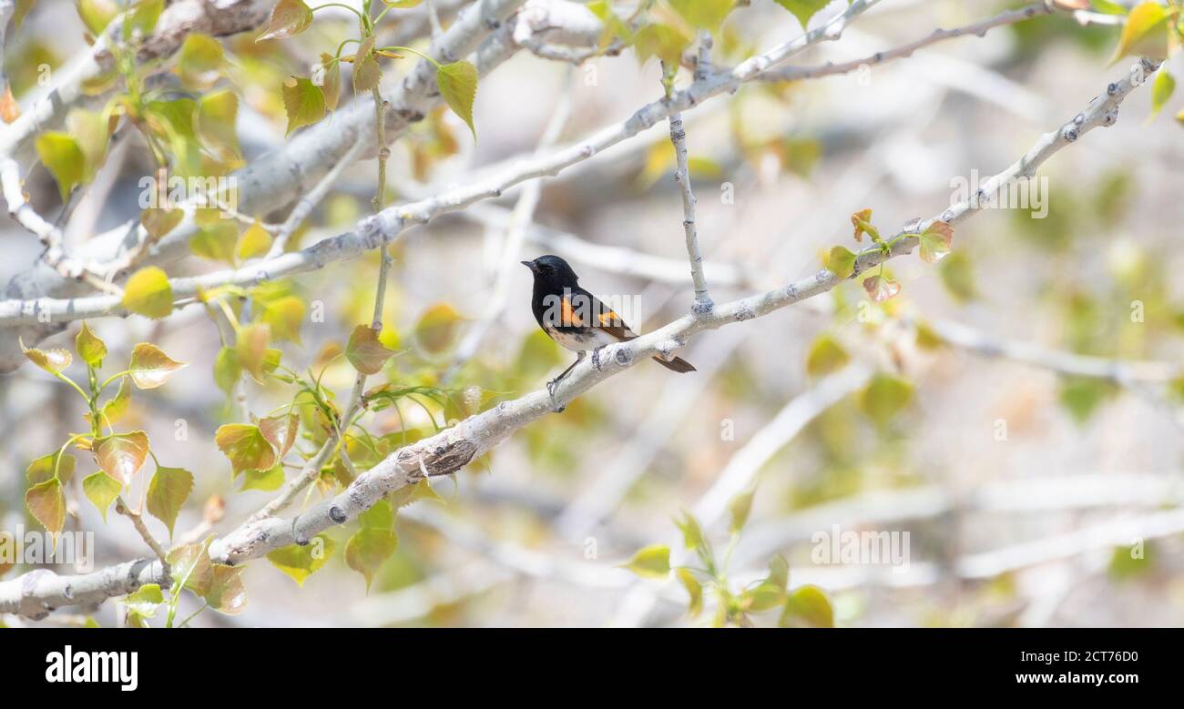 Amerikanischer Rotstarter (Setophaga ruticilla) In einem Baum während der Migration durch Colorado Stockfoto
