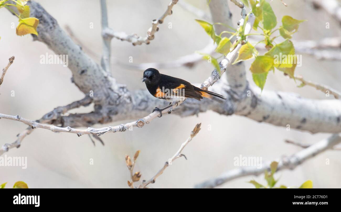 Amerikanischer Rotstarter (Setophaga ruticilla) In einem Baum während der Migration durch Colorado Stockfoto