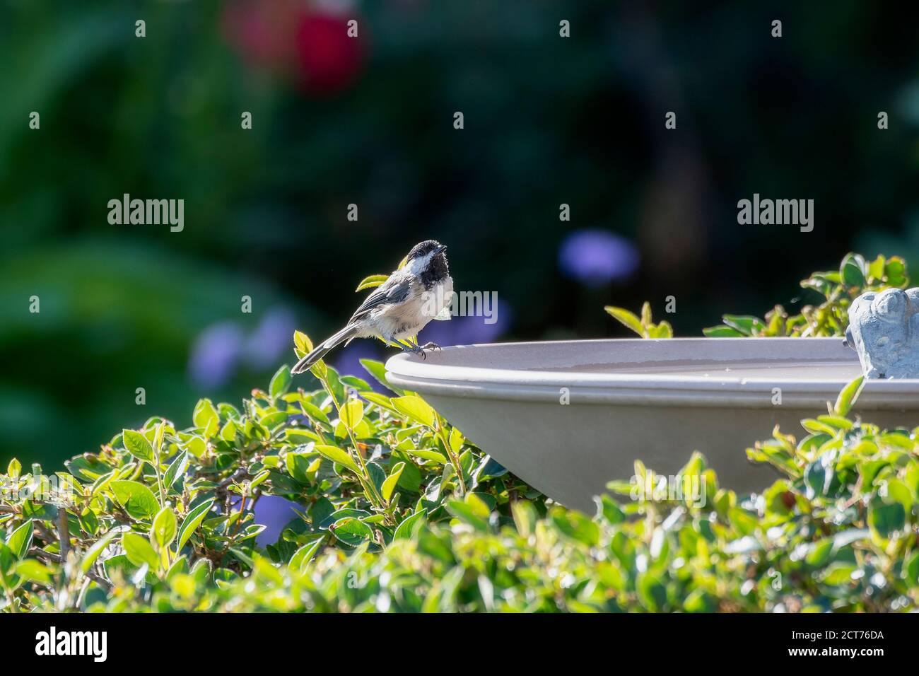 Schwarzdeckelschneckenmuschel (Poecile atricapillus) Gelegen in einem Wasserbad in Colorado Stockfoto