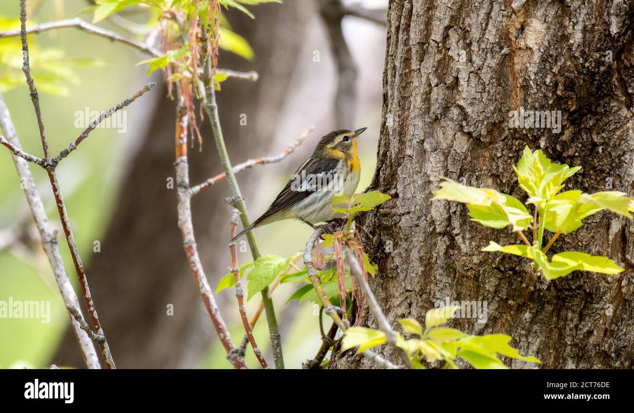 Schwarzburnensänger (Setophaga fusca) Nahrungssuche während der Migration durch Colorado Stockfoto