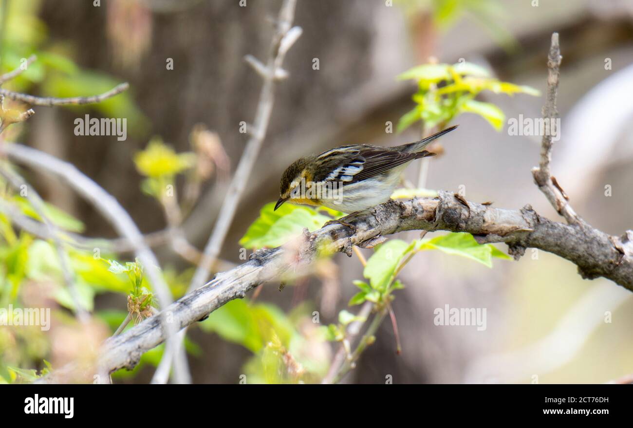 Schwarzburnensänger (Setophaga fusca) Nahrungssuche während der Migration durch Colorado Stockfoto