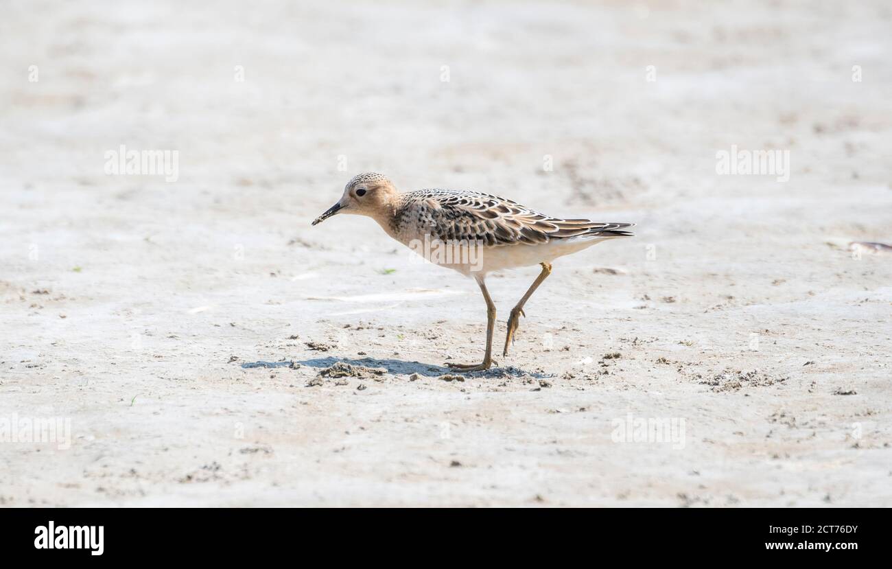 Eine IUCN Red List Near-Threated Buff-breasted Sandpiper Shorebird läuft weiter Ein getrocknetes Muddy Lake Bett während der Migration in Colorado Stockfoto