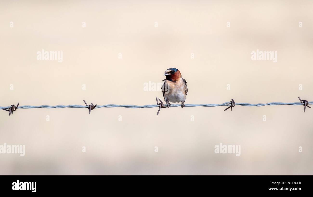 Schwalbe (Petrochelidon pyrrhonota) Auf einem Stacheldrahtzaun auf der Ebene von thront Colorado Stockfoto