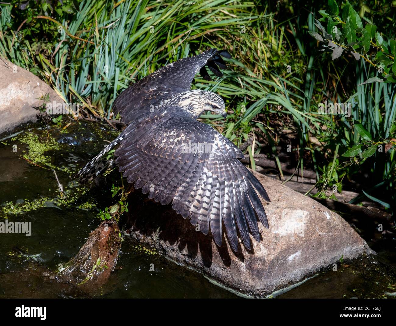 Ein jugendlicher wandernder Schwarzer Falke (Buteogallus anthracinus) Jagd von Felsen an einem kleinen Teich Stockfoto
