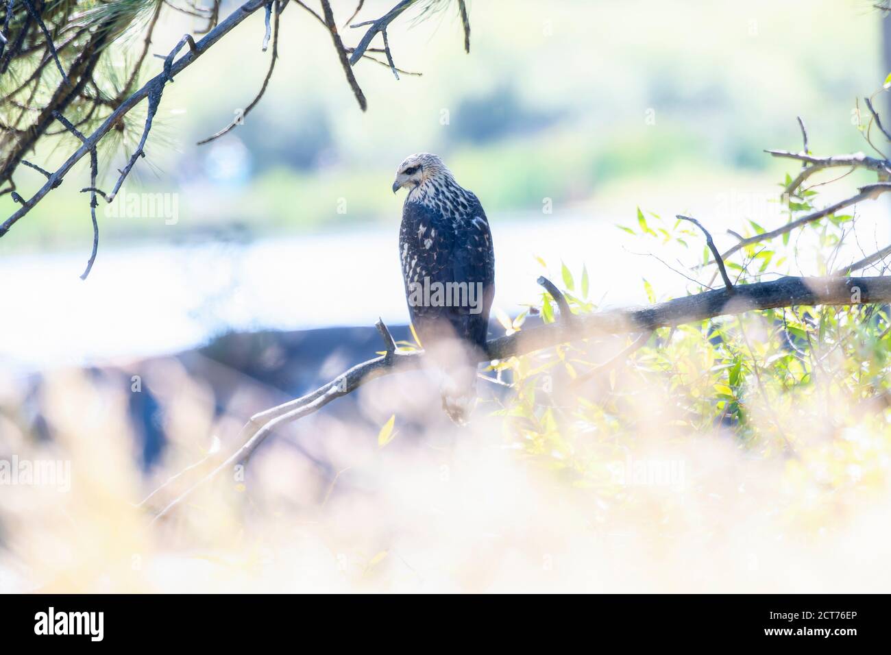 Ein jugendlicher wandernder Schwarzer Falke (Buteogallus anthracinus) Jagd von Bäumen an einem kleinen Teich Stockfoto